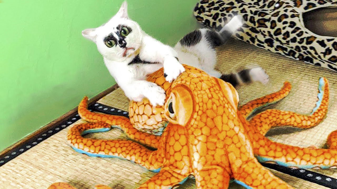 САМЫЕ  СМЕШНЫЕ ПРИКОЛЫ С ЖИВОТНЫМИ 2021 ГОДА