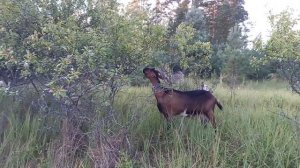 АЛЬПИЙСКАЯ порода Коз