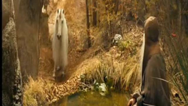 Film 1612 - Lipicán Romeo Jako Jednorožec Při Práci Ve Volnosti