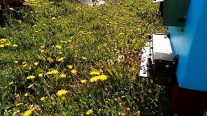 Пчеловодство.Майский мёд.Как получить  и что для этого нужно?