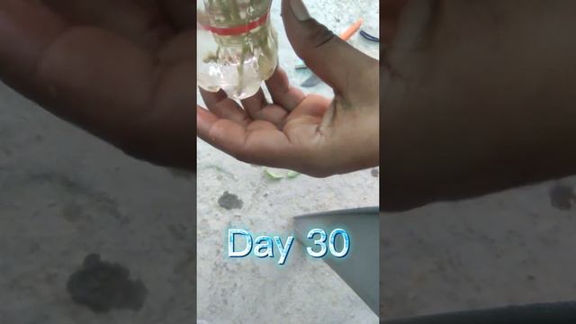 How to Grow Stevia Plant Cutting, Propogation смотреть онлайн