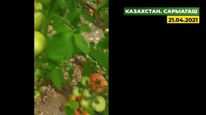 Пинк Агат очень урожайный розовый томат. Отличный результат даже на старых грунтах.