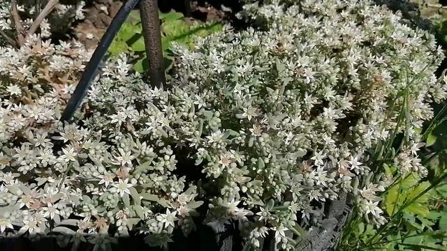 Седум Лизард (Sedum Lizard) в ногах у клематисов. Лето 2022