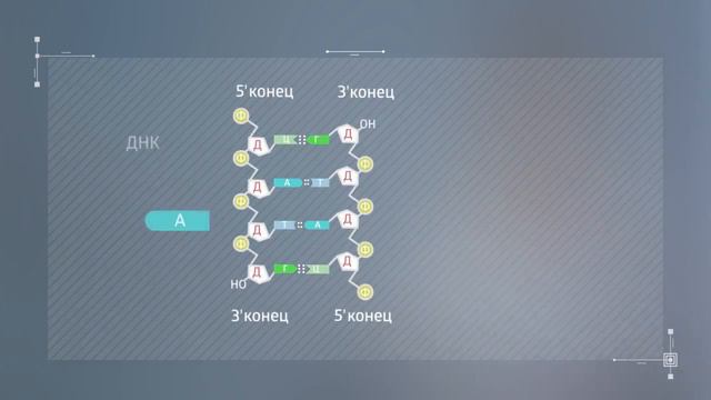 1.3. Строение клетки Механизм репликации ДНК смотреть онлайн
