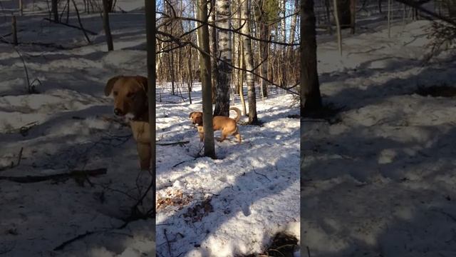 Спарки. Метис таксы ищет дом. смотреть онлайн