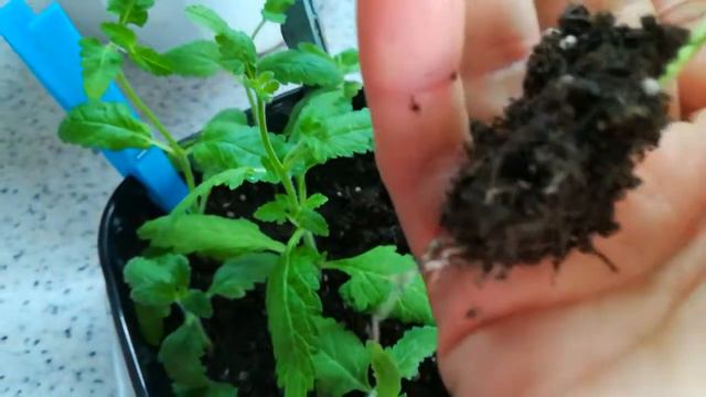 Укоренение Вербены без корневина. смотреть онлайн