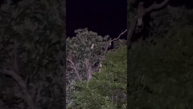 What are those?! смотреть онлайн