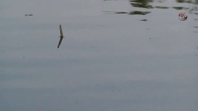 Рыбалка на реке Кубань, поплавочная удочка, заводь, Fishing angeln la pesca câu cá 钓鱼 рыбалка смотреть онлайн