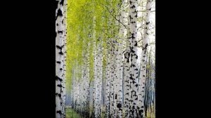 Мой ролик на песню Под окошком берёзонька