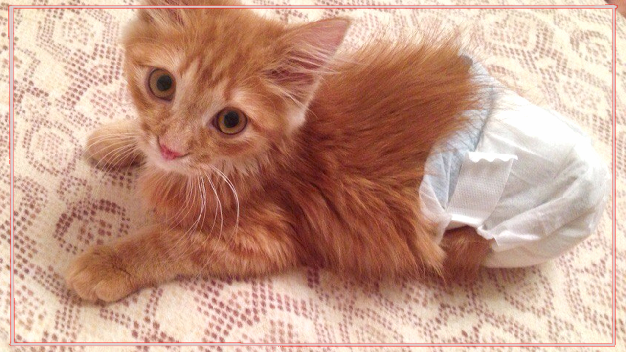 Карамельку хотели усыпить, но… вместо этого за ним прилетел самолёт! смотреть онлайн