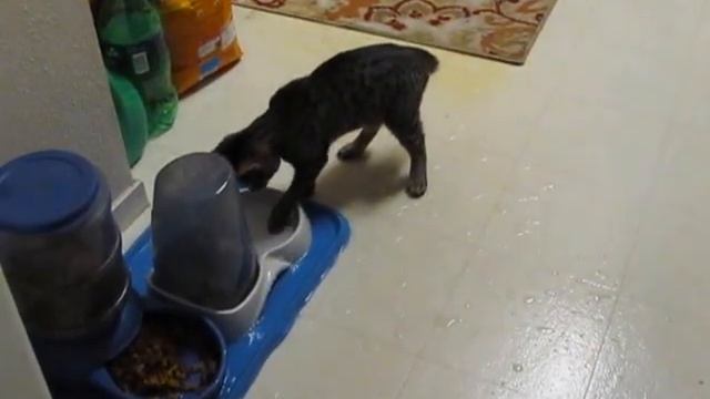 TIGGIE KEEPING IT COOL смотреть онлайн