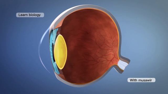The EYE ' Structure and Function ' How we see !? #anatomy 3D video '' смотреть онлайн