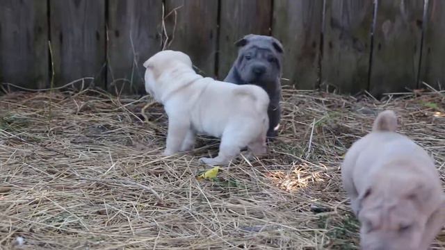 Shar pei kennel Steep Strain смотреть онлайн