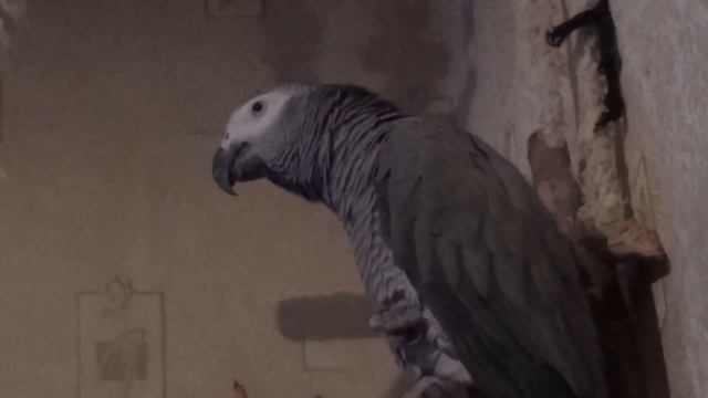 ЖАКО РОМА Научился Говорить ДАЙ JACOT ROMA Learned to Speak Let смотреть онлайн