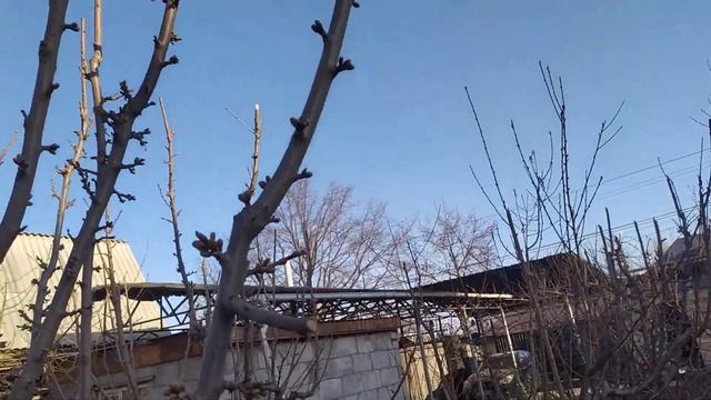 генеративные почки на черешни ( валовой, маголебка) при формирование черешни по системе KGB. смотреть онлайн