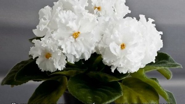 Почему нельзя держать дома фиалки — правда или вымысел?