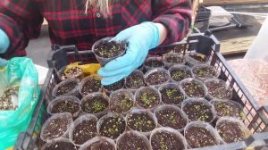 Лобелия от А до Я.