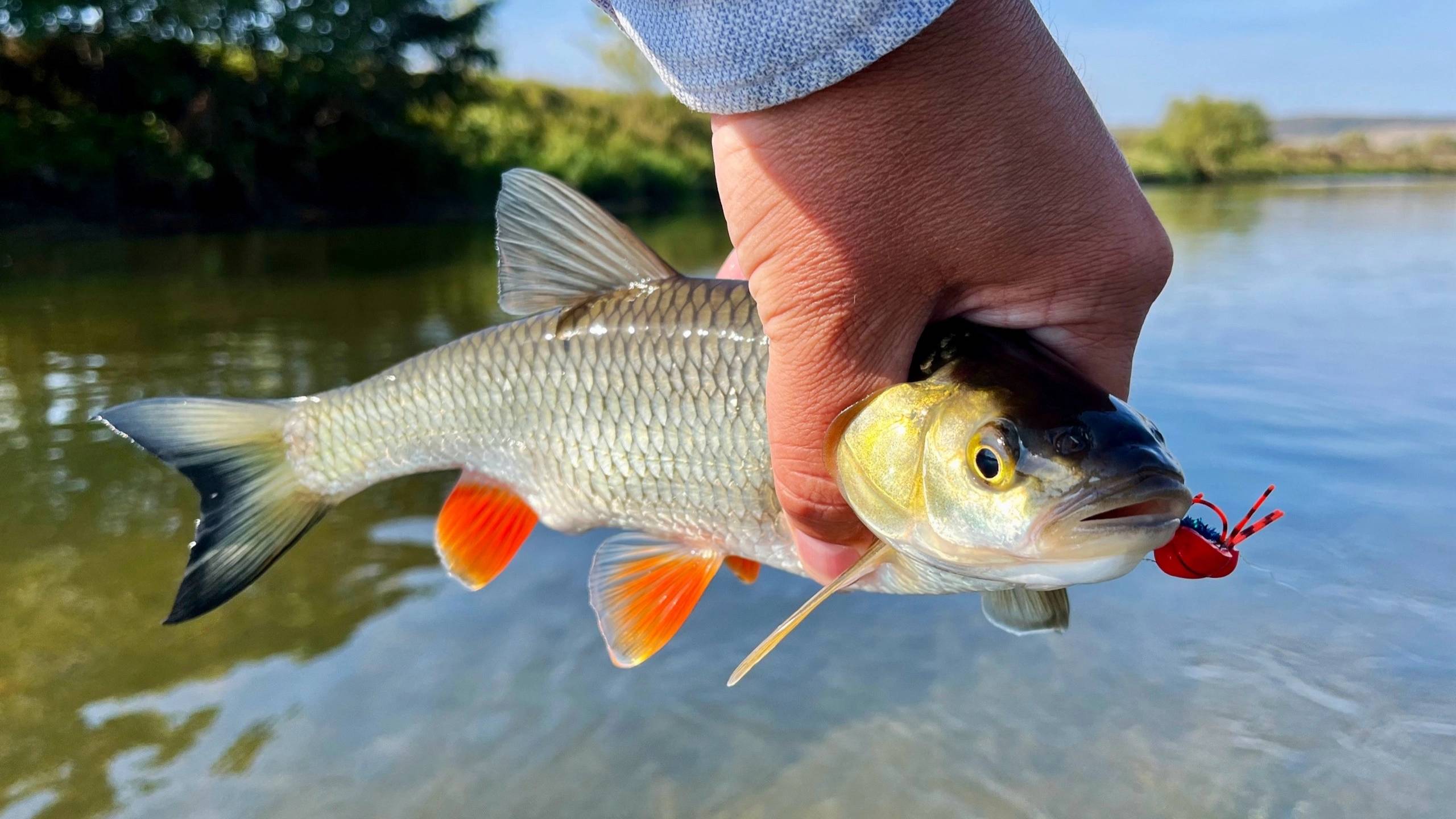 Рыбалка, ловля нахлыстом (flyfishing). Лучшие моменты последних выездов на реку.
