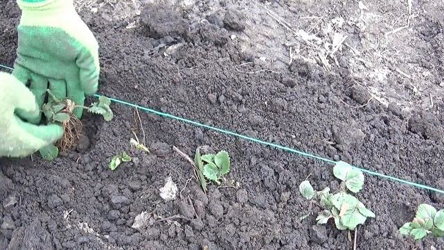 Planting strawberry plants and ash fertilization смотреть онлайн