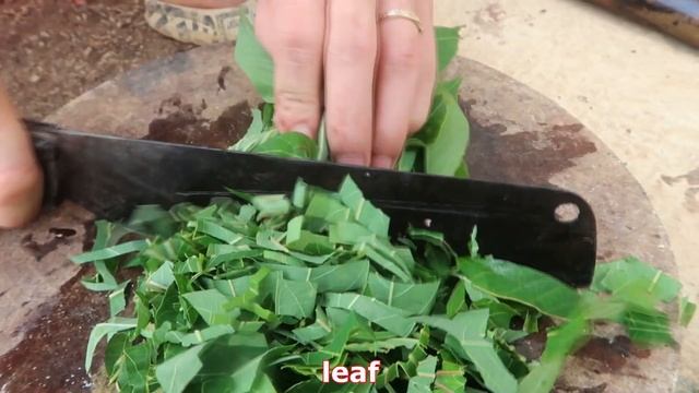 How to propagate grape tree from grape fruit in water for beginners смотреть онлайн