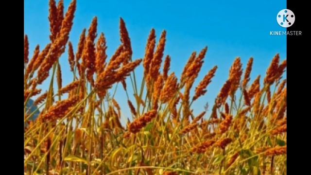 ВРЕД МЯСА. ЧАСТЬ 4.Проблема почвы и земельных ресурсов. Доктор Мирсаяпова Анна. смотреть онлайн