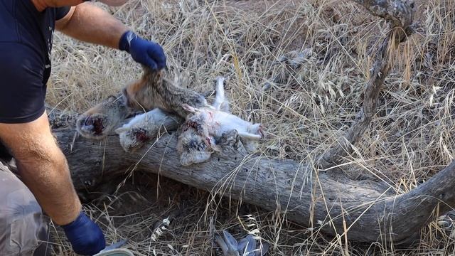 COTTONTAIL RABBIT CATCH CLEAN COOK SOLO смотреть онлайн