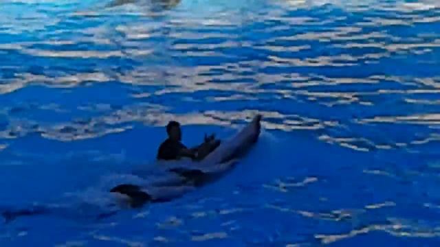 20151222 катание с дельфинами и их прыжки в Лоро-парке смотреть онлайн