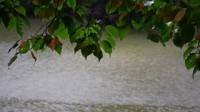 Rain Sounds Sleeping with Relaxing Sound for Insomnia Symptoms. Sounds of nature смотреть онлайн