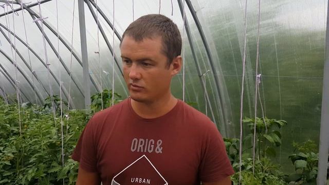 Выращивание томата и перца в поликарбонатной теплице.