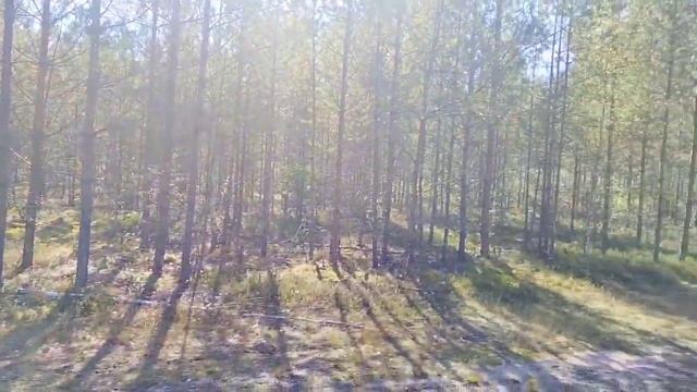 Грибные войска Беларуси в Налибоках, 75 литров благородных грибов в два ножа! смотреть онлайн