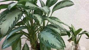 Аглаонема, уход, размножение