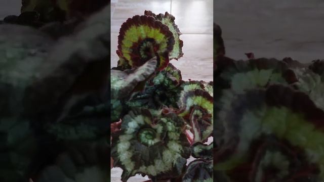 Новинка #бегонии #бегония #новинка #пополнениеколлекции #моицветы #растения #цветы#комнатныерастени