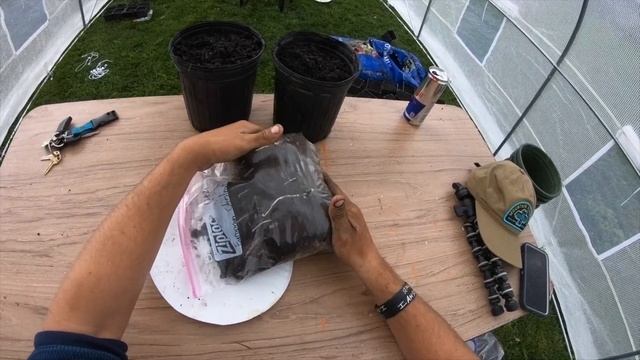 How to grow Chestnut trees from seed (European sweet chestnut) смотреть онлайн