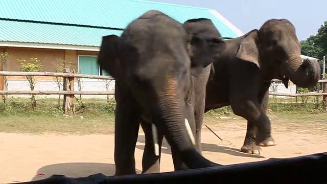 Шоу слонов на реке Квай смотреть онлайн