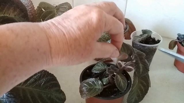 Особенности размножения эписции в домашних условиях.//Features Of Reproduction Of Episcia At Home./