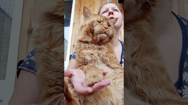 Мейн кун. Кот Джокер. Поем от души! смотреть онлайн