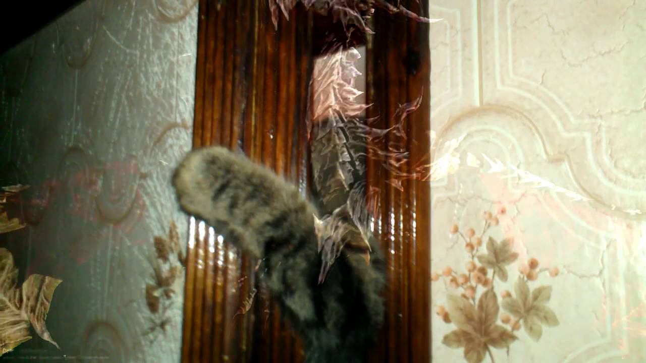 Боевой каджит смотреть онлайн