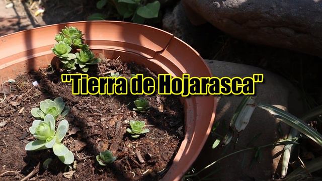 Me floreció la Greenovia dodrentalis por primera vez - Cuidados de la Greenovia dodrentalis смотреть онлайн