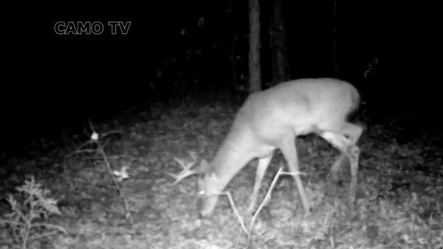 2 Deer, Whitetail Bucks Game Camera смотреть онлайн