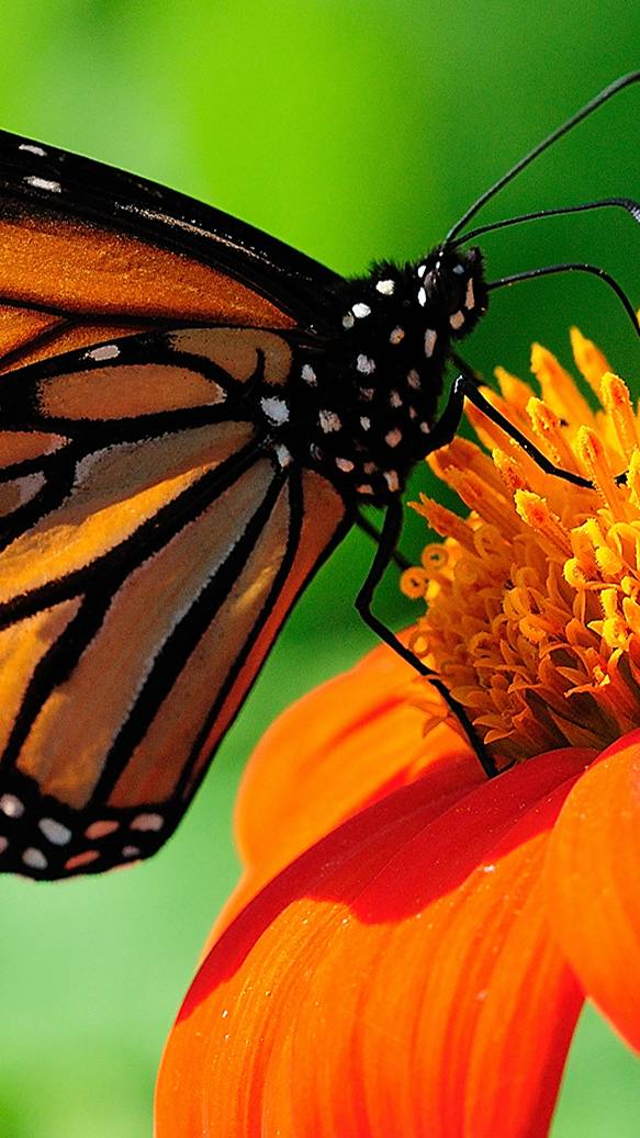 Изготовление монтажной платы. Самый дешёвый способ