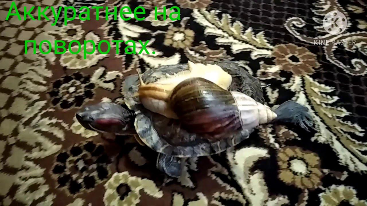 Забавные животные. смотреть онлайн