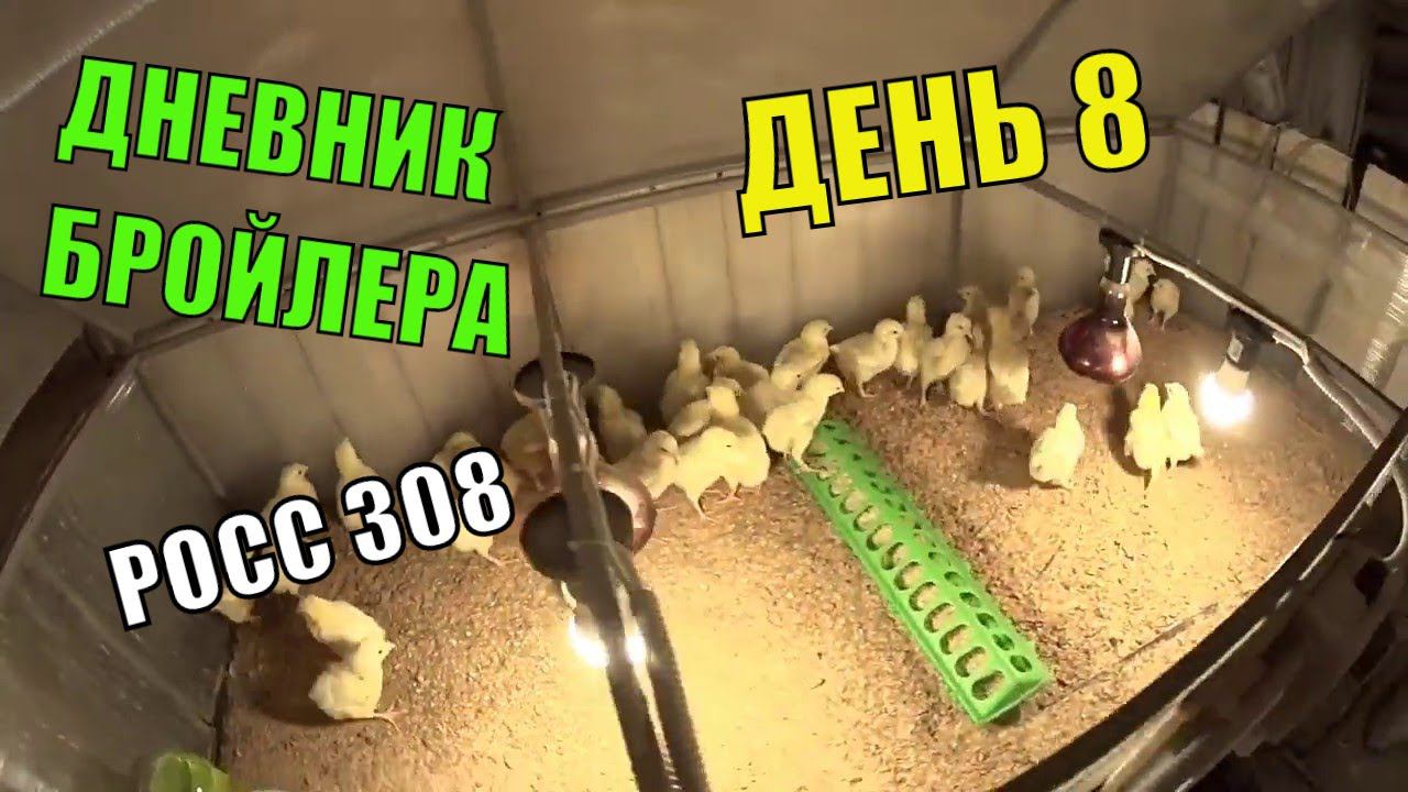 Цыплята бройлера РОСС 308 (ВОСЕМЬ СУТОК) Динамика роста, кормление, содержание Реакция на Чик Тоник смотреть онлайн