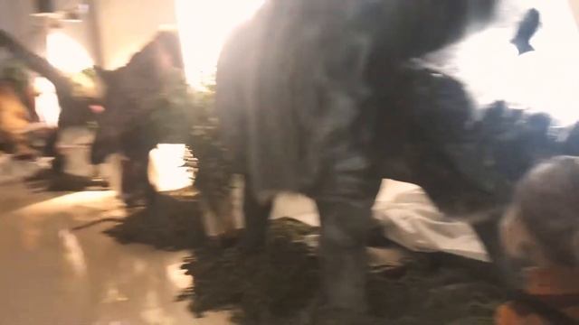 «Ожившие гиганты Ледникового периода» смотреть онлайн