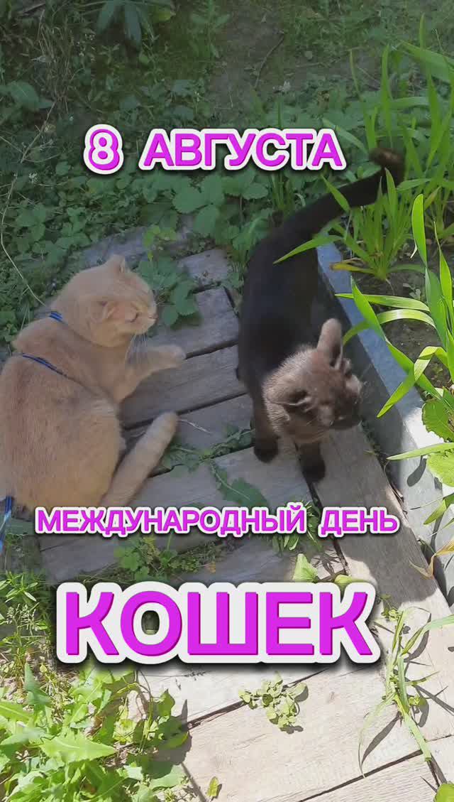 😻 День кошек - 8 августа. 08.08.2024