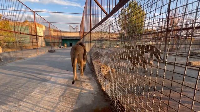 Я соскучилась по ЭТИМ ЛЬВАМ! Все ждут ужин! смотреть онлайн