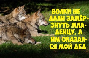 Волки спасли младенца. Интересные истории из жизни. Аудио рассказы.