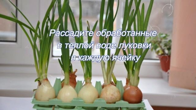 как вырастить зеленый лук без земли смотреть онлайн