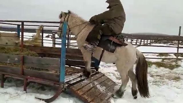 Sakhahorse / Саха ата (ат /сылгы): погрузка в кузов смотреть онлайн