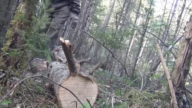 11 дней Рыбалки в Девственной тайге на Красной скале Охота Тайга Медведь Красная скала 15 Чистая смотреть онлайн