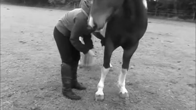 Grandessa farm horses смотреть онлайн